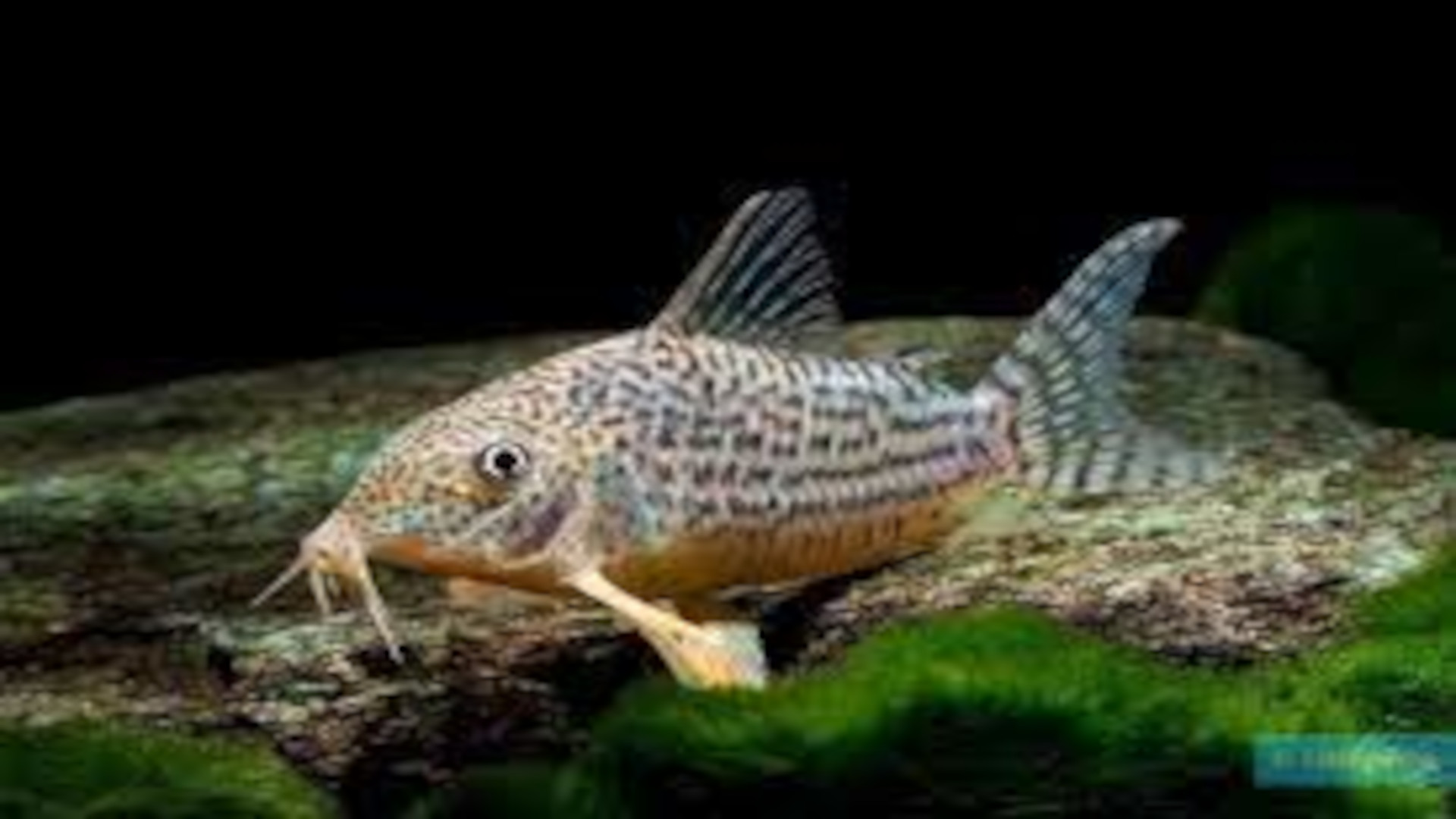 Image poisson coridoras