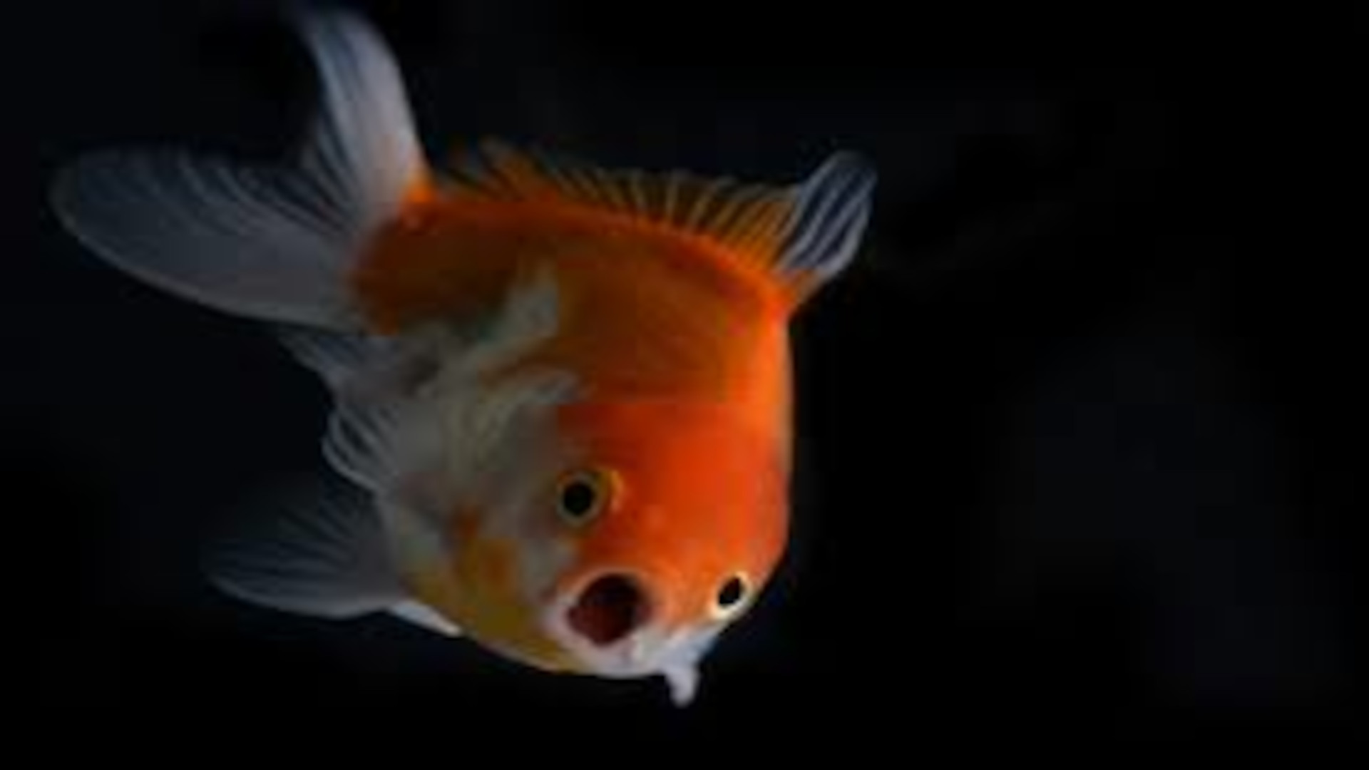 Image poisson rouge